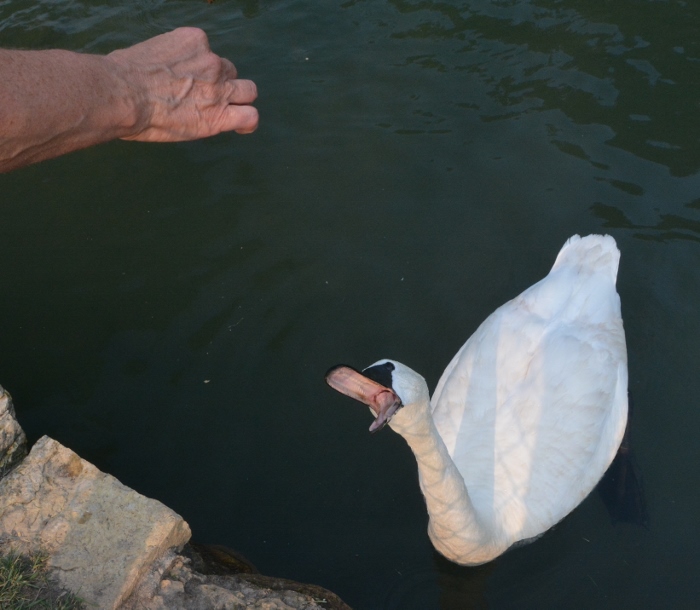 swan grabbing food